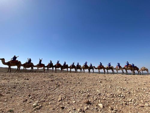 camel-desert-morocco
